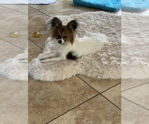 Papillon Puppy for sale in CREOLA, AL, USA