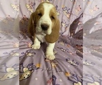 Small Photo #3 Basset Hound Puppy For Sale in GREENLEAF, WI, USA