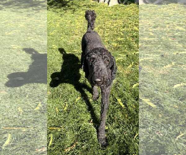 Medium Photo #4 Labrador Retriever-Unknown Mix Puppy For Sale in Sandy, UT, USA