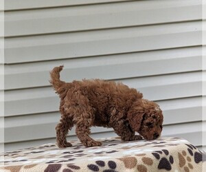 Cockapoo-Poodle (Miniature) Mix Puppy for Sale in DUNNVILLE, Kentucky USA
