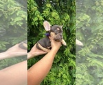 Small #7 French Bulldog