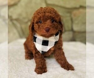 Miniature Labradoodle Puppy for sale in COATESVILLE, PA, USA