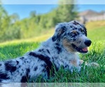 Small Photo #1 Australian Shepherd Puppy For Sale in KANSAS CITY, MO, USA