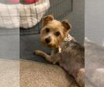 Small Photo #1 Yorkshire Terrier Puppy For Sale in CLEVELAND, OH, USA