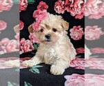 Small Photo #6 Maltipoo Puppy For Sale in LEOLA, PA, USA