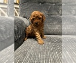 Puppy Princess Poodle (Toy)