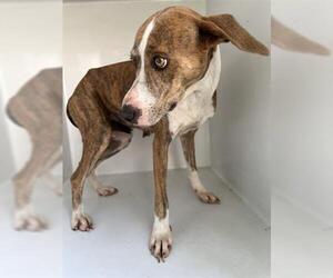 Labrador Retriever-Unknown Mix Dogs for adoption in Houston, TX, USA