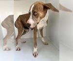 Small Labrador Retriever Mix