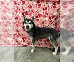 Siberian Husky Dogs for adoption in Rosenberg, TX, USA