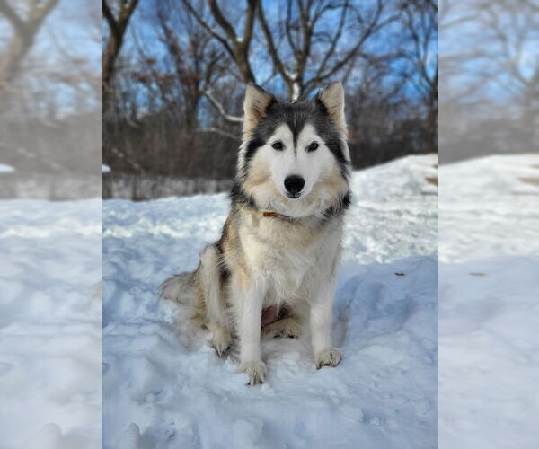 Medium Photo #4 Alaskan Malamute Puppy For Sale in Minneapolis, MN, USA