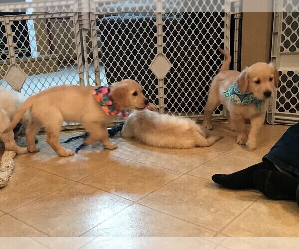 Medium Photo #33 Golden Retriever Puppy For Sale in WEBSTER CITY, IA, USA