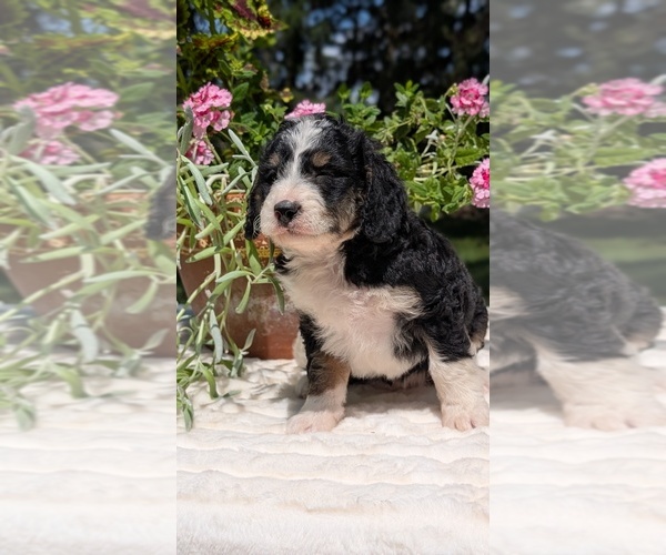 Medium Photo #73 Miniature Bernedoodle Puppy For Sale in GOSHEN, IN, USA