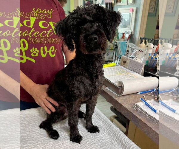 Medium Photo #1 Poodle (Miniature)-Unknown Mix Puppy For Sale in Benton, LA, USA