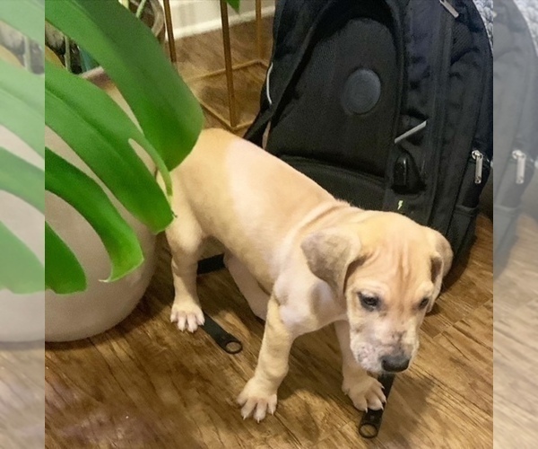 Medium Photo #1 Great Dane Puppy For Sale in LITHONIA, GA, USA