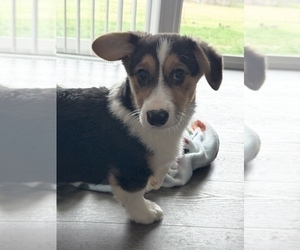 Pembroke Welsh Corgi Puppy for Sale in MARTINSVILLE, Indiana USA