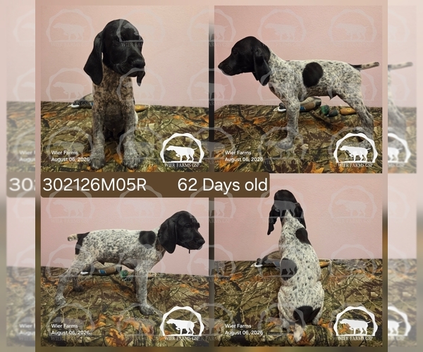 Medium Photo #1 German Shorthaired Pointer Puppy For Sale in MOYIE SPRINGS, ID, USA