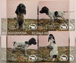 Puppy Boy 302126M05R German Shorthaired Pointer