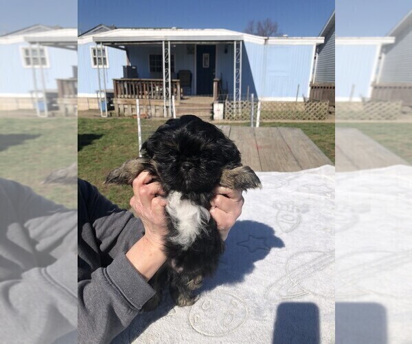 Medium Photo #3 Shih Tzu Puppy For Sale in S ZANESVILLE, OH, USA