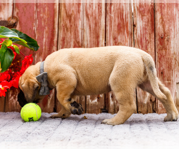 Medium Photo #68 Mastiff Puppy For Sale in WAKARUSA, IN, USA