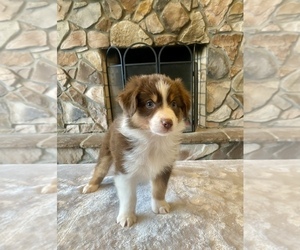 Australian Shepherd Puppy for sale in ABINGDON, VA, USA