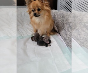 Mother of the Pomeranian puppies born on 04/24/2022