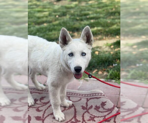 Medium Photo #3 Siberian Husky-Unknown Mix Puppy For Sale in Dana Point, CA, USA
