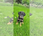 Small #2 Bernese Mountain Dog-Doberman Pinscher Mix