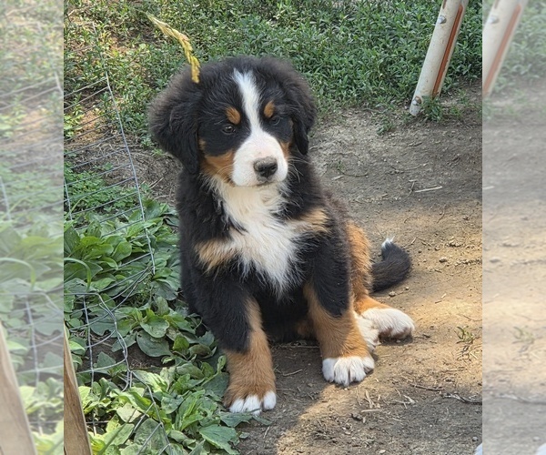 Medium Photo #5 Bernese Mountain Dog Puppy For Sale in HILLSBORO, OH, USA