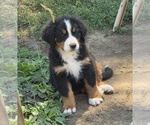 Small #4 Bernese Mountain Dog