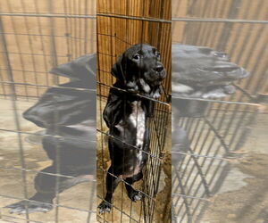 December - Female Lab-Pointer Dog for Adoption - Photo #4
