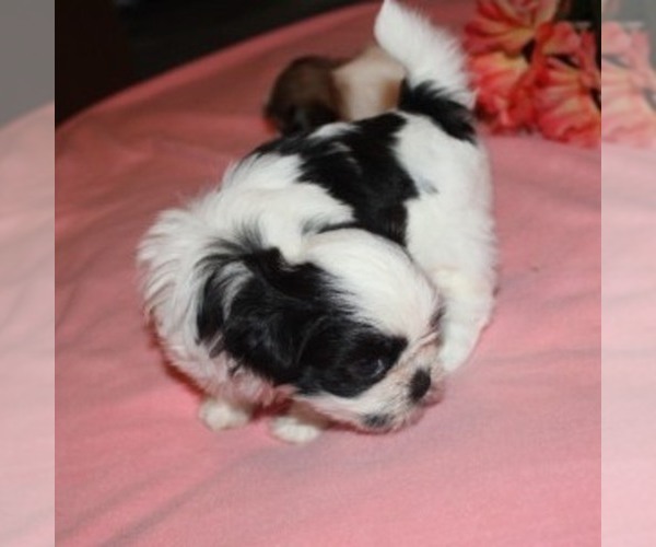 Medium Photo #1 Shih Tzu Puppy For Sale in THAYER, KS, USA