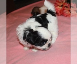 Shih Tzu Puppy for sale in THAYER, KS, USA