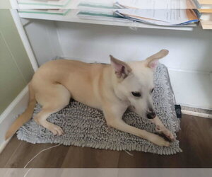 Sami - Female Unknown-white german shepherd Mix Dog for Adoption - Photo #4