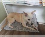 Small #3 white german shepherd Mix