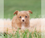 Small #1 Chihuahua