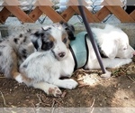 Small Photo #1 Australian Shepherd Puppy For Sale in WILLIAMSBURG, CO, USA