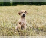 Small Photo #2 Great Dane Puppy For Sale in GILLETT, PA, USA