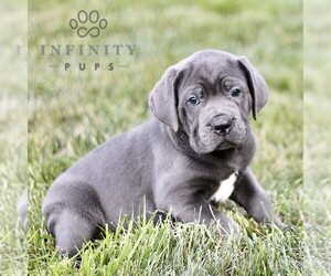 Cane Corso Puppy for sale in LANCASTER, PA, USA