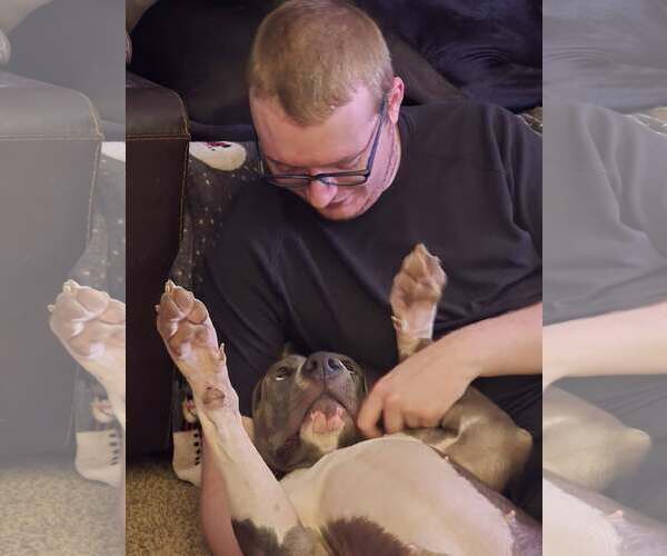 Medium Photo #9 Great Dane-Unknown Mix Puppy For Sale in Huntersville, NC, USA