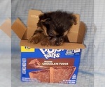 Small Photo #242 Yorkshire Terrier Puppy For Sale in AKRON, OH, USA