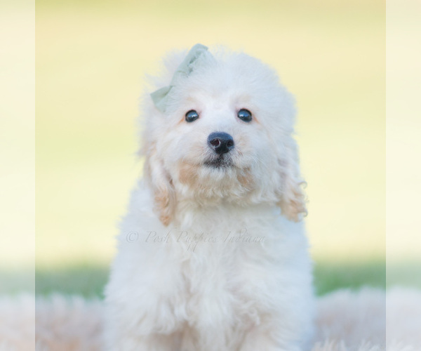 Medium Photo #7 Goldendoodle (Miniature) Puppy For Sale in WARSAW, IN, USA