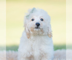 Small Photo #64 Goldendoodle (Miniature) Puppy For Sale in WARSAW, IN, USA