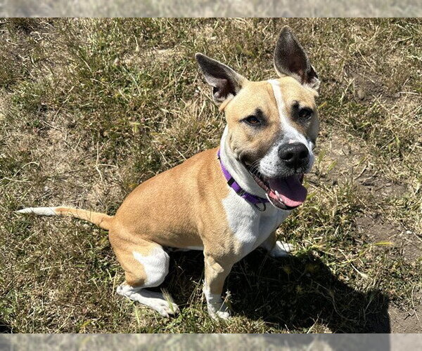 Medium Photo #1 Mutt Puppy For Sale in McKinleyville, CA, USA