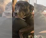 Small #6 American Pit Bull Terrier Mix