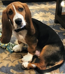 Basset Hound Puppy for sale in EWING, NJ, USA