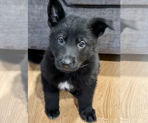 German Shepherd Dog Puppy for sale in JEFFERSON, OR, USA