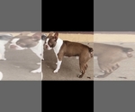 Small Photo #1 Boston Terrier Puppy For Sale in FT MYERS, FL, USA