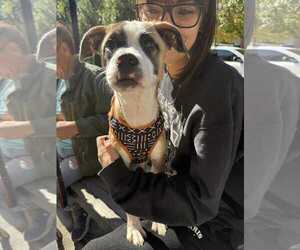 Mutt Dogs for adoption in Holly Springs, NC, USA