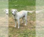 Small #3 Labrador Retriever Mix