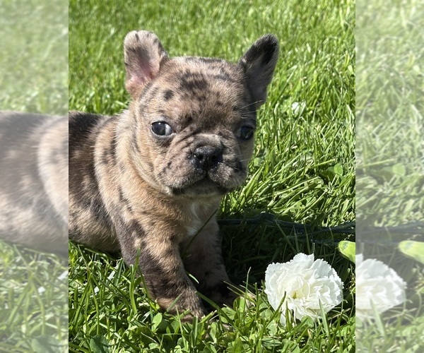 Medium Photo #7 Faux Frenchbo Bulldog Puppy For Sale in ROCK STREAM, NY, USA